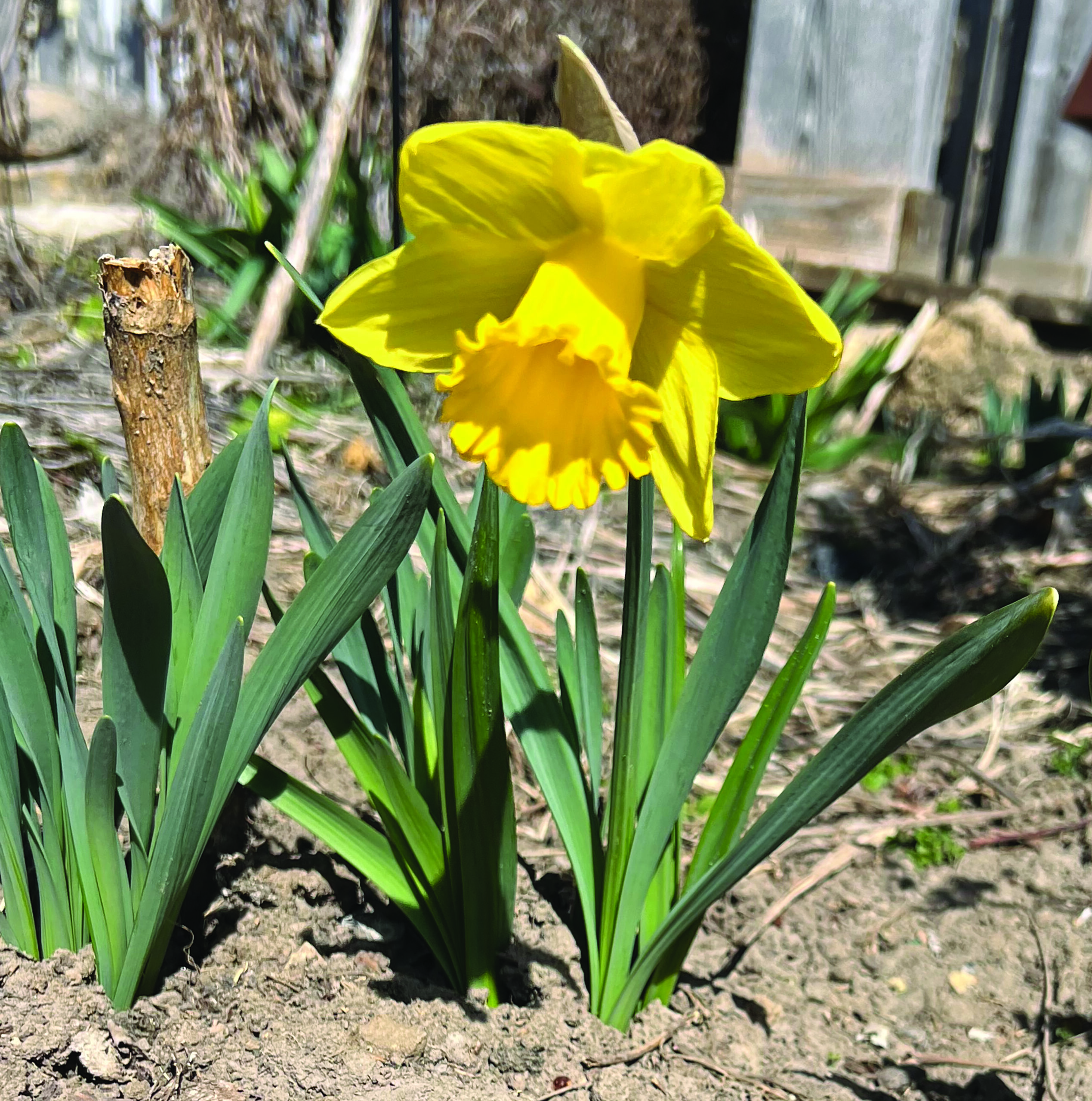 An early sign of spring arrived on March 16 with this sunny daffodil.