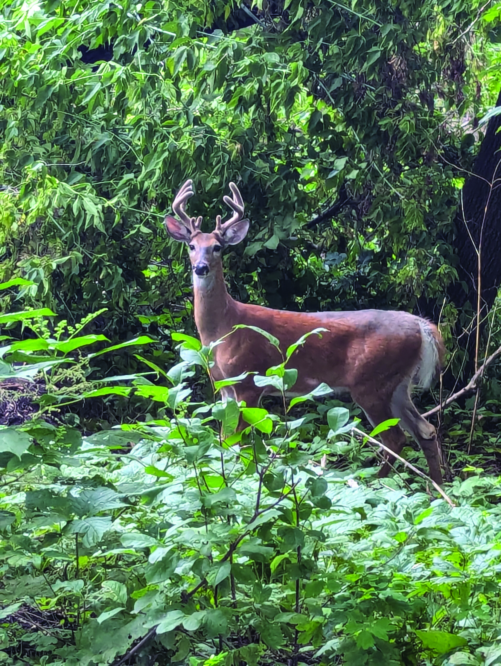 I saw this majestic buck in the woods just off Burnham Blvd. on Tuesday evening, August 6