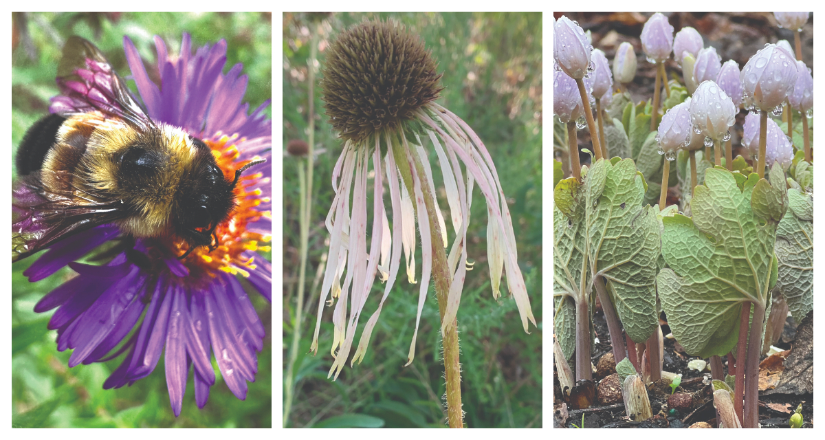 My Native Plant Journey