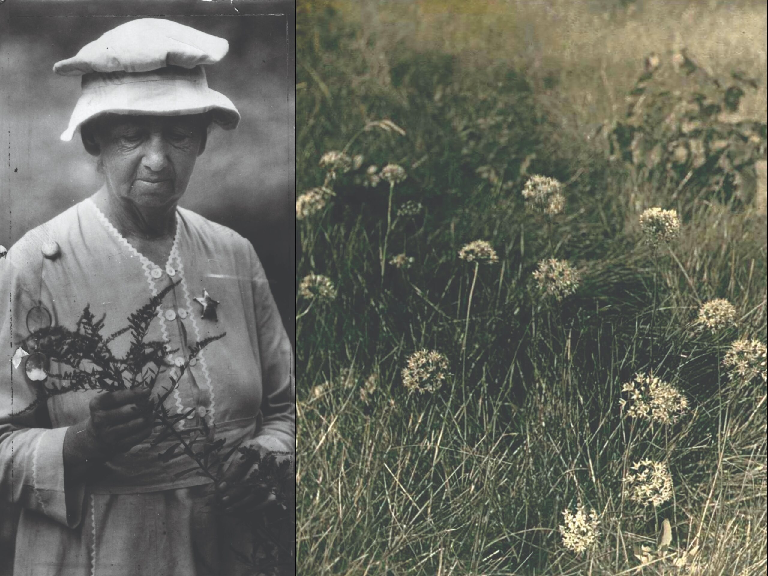 The Living Legacy of Eloise Butler