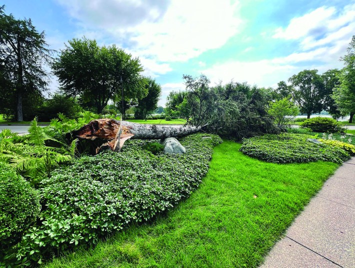 tree down
