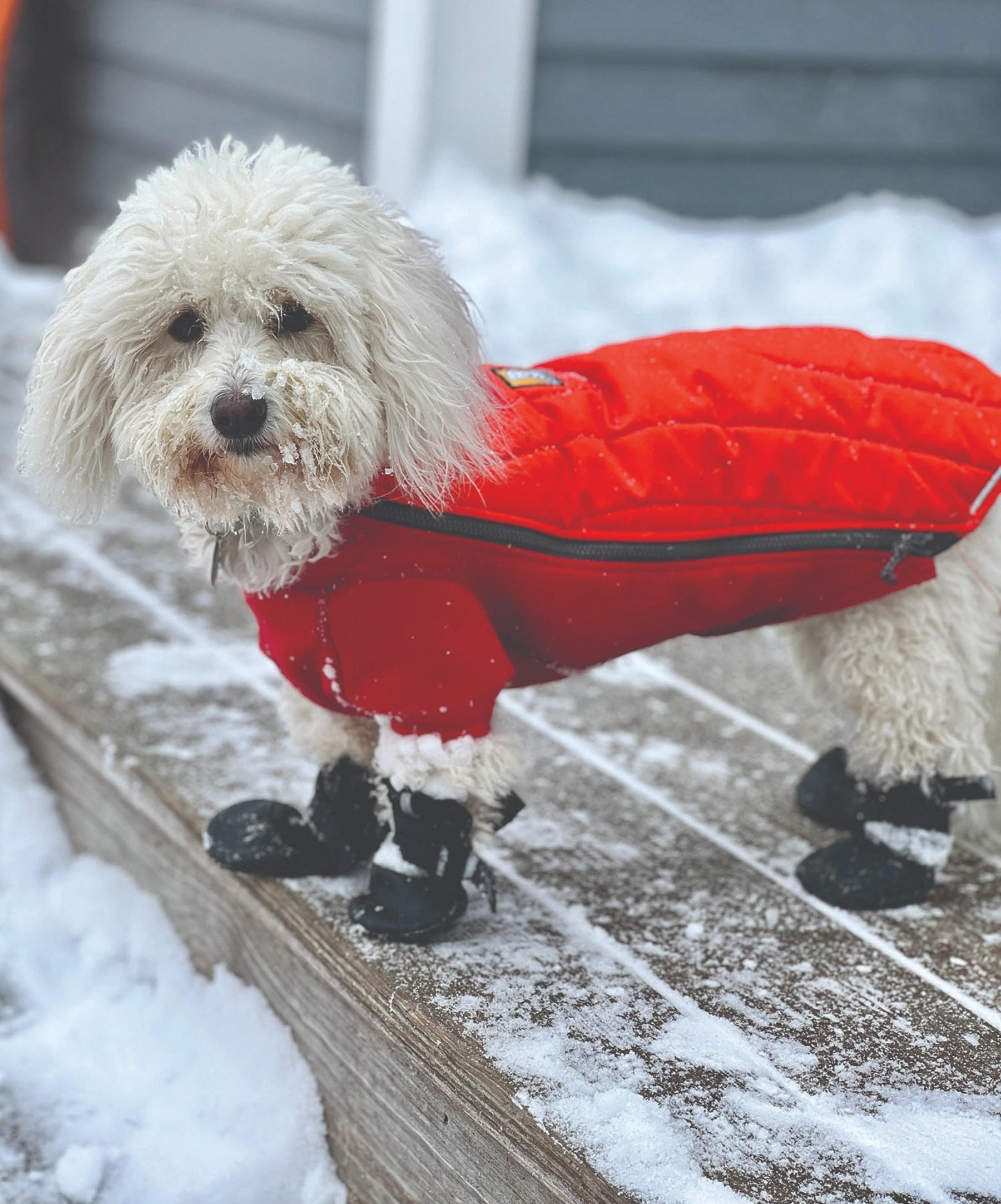 Frankie is ready for snow! (Photo: Courtney Cushing Kiernat)
