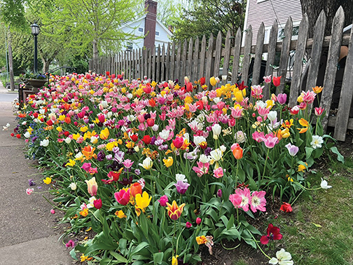 Neighbors Honor Memory of The “Tulip House Lady” - Hill & Lake Press