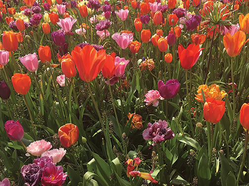 Neighbors Honor Memory of The “Tulip House Lady” - Hill & Lake Press