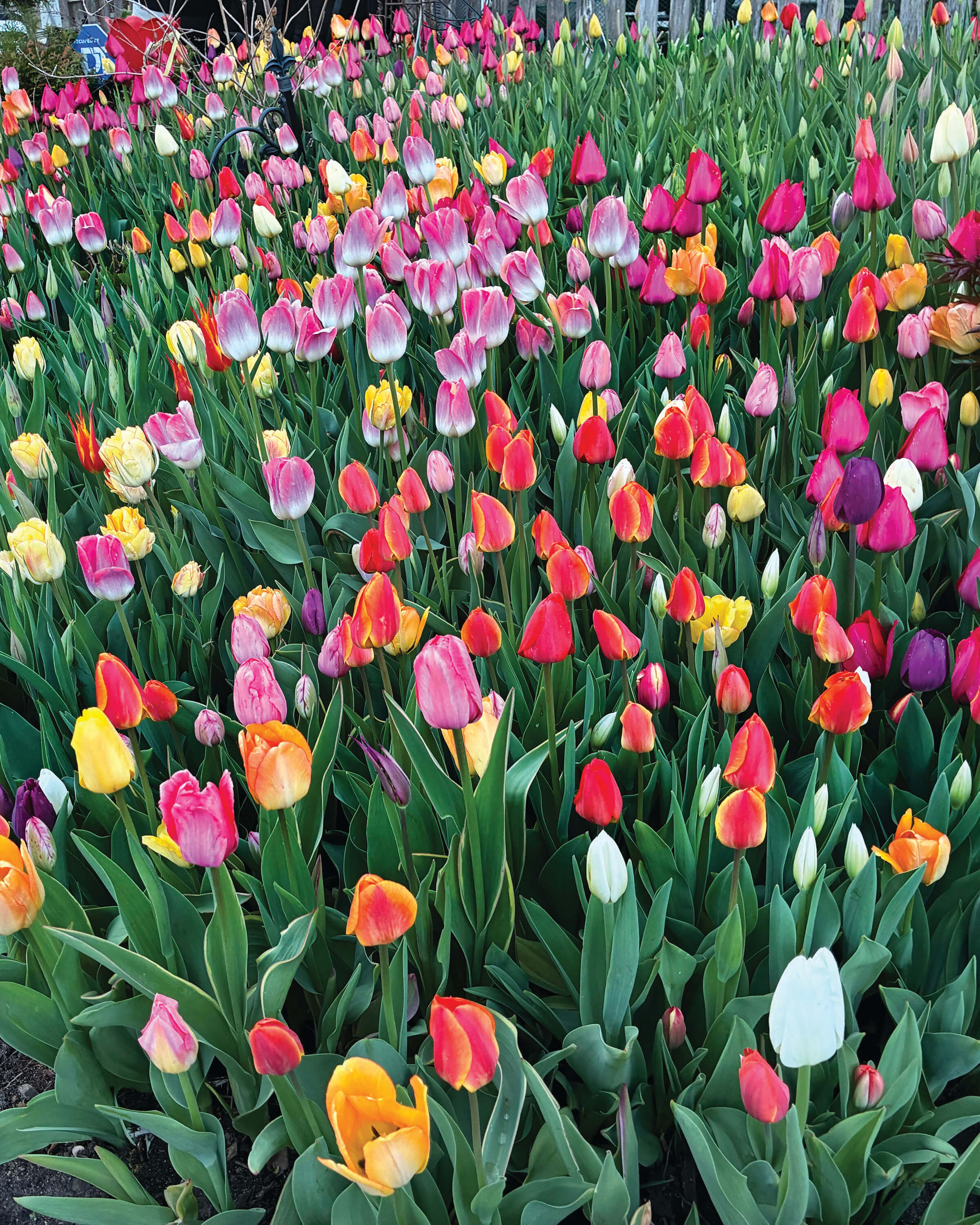 The Tulip House Blooms Again - Hill & Lake Press